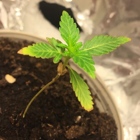 Janis  growlog photo: Período en que la planta 🌱 empezó a recibir abonos ✨