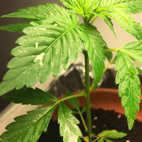 Janis  growlog photo: El día de abono para Janis, ella está en un buen desenvolvimiento con una cor verde intensa y aceptó bien su nueva casita 🏡 🌱
