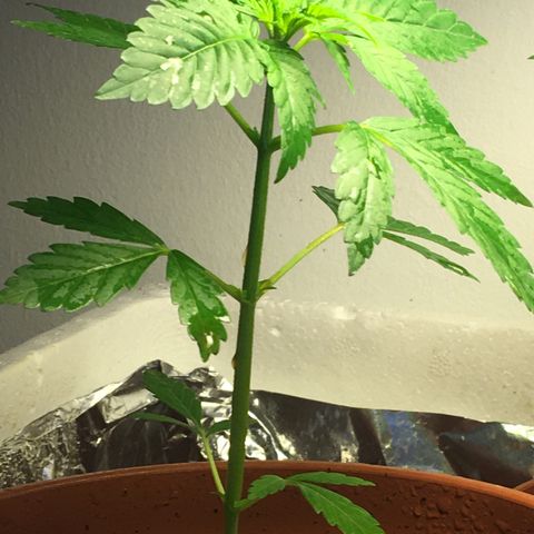 Janis  growlog photo: El día de abono para Janis, ella está en un buen desenvolvimiento con una cor verde intensa y aceptó bien su nueva casita 🏡 🌱
