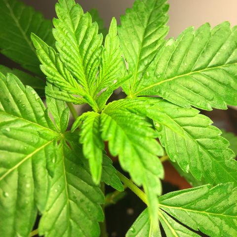Janis  growlog photo: El día de abono para Janis, ella está en un buen desenvolvimiento con una cor verde intensa y aceptó bien su nueva casita 🏡 🌱
