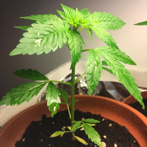 Janis  growlog photo: El día de abono para Janis, ella está en un buen desenvolvimiento con una cor verde intensa y aceptó bien su nueva casita 🏡 🌱
