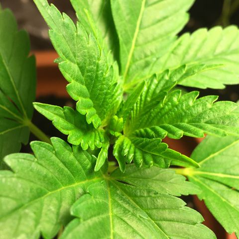 Janis  growlog photo: Logo após el abono Hice la poda de las primeras 🍃 hojas porque estavam amarillas, la intención es ayudar en su desenvolvimiento y aumentar energías para los nudos de abajo.
Fotos de referencia 🌱