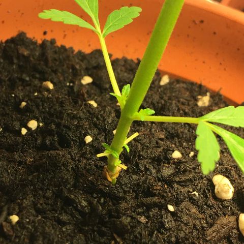 Janis  growlog photo: Logo após el abono Hice la poda de las primeras 🍃 hojas porque estavam amarillas, la intención es ayudar en su desenvolvimiento y aumentar energías para los nudos de abajo.
Fotos de referencia 🌱