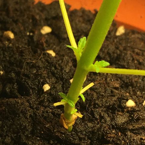Janis  growlog photo: Logo após el abono Hice la poda de las primeras 🍃 hojas porque estavam amarillas, la intención es ayudar en su desenvolvimiento y aumentar energías para los nudos de abajo.
Fotos de referencia 🌱