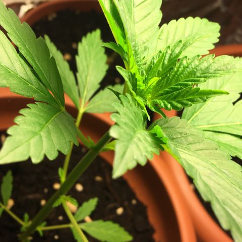 Janis  growlog photo: Janis se apresenta más fuerte después de quitar las primera hojas en apenas uno día.
