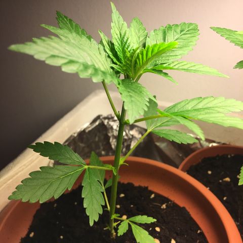 Janis  growlog photo: Janis se apresenta más fuerte después de quitar las primera hojas en apenas uno día.