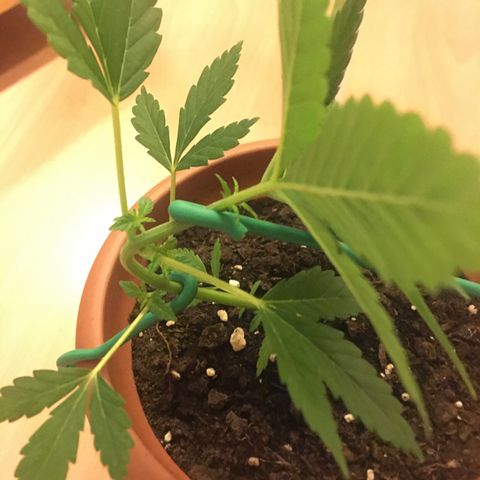 Janis  growlog photo: El primero día de entrenamiento de Janis🌱✨❤️
