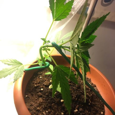 Janis  growlog photo: El primero día de entrenamiento de Janis🌱✨❤️
