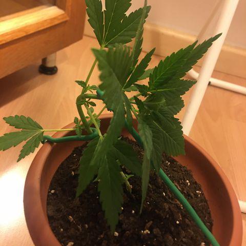 Janis  growlog photo: El primero día de entrenamiento de Janis🌱✨❤️
