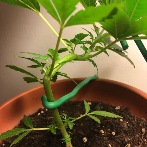 Janis  growlog photo: Segundo entreinamiento de Janis, las fotos enseña la forma del último entreinamiento, el posicionamiento esta siendo siempre favorecendo los nuevos ramos en dirección la luz para favorecer el crescimento del mismo🌱✨🌿