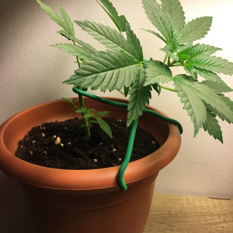 Janis  growlog photo: Segundo entreinamiento de Janis, las fotos enseña la forma del último entreinamiento, el posicionamiento esta siendo siempre favorecendo los nuevos ramos en dirección la luz para favorecer el crescimento del mismo🌱✨🌿