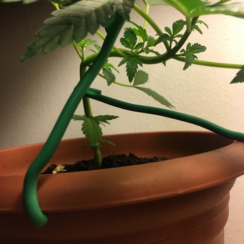 Janis  growlog photo: Segundo entreinamiento de Janis, las fotos enseña la forma del último entreinamiento, el posicionamiento esta siendo siempre favorecendo los nuevos ramos en dirección la luz para favorecer el crescimento del mismo🌱✨🌿