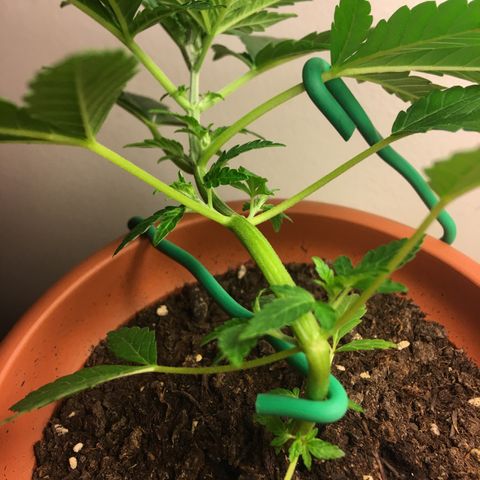 Janis  growlog photo: Segundo entreinamiento de Janis, las fotos enseña la forma del último entreinamiento, el posicionamiento esta siendo siempre favorecendo los nuevos ramos en dirección la luz para favorecer el crescimento del mismo🌱✨🌿