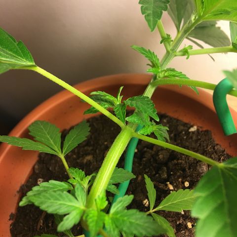 Janis  growlog photo: Segundo entreinamiento de Janis, las fotos enseña la forma del último entreinamiento, el posicionamiento esta siendo siempre favorecendo los nuevos ramos en dirección la luz para favorecer el crescimento del mismo🌱✨🌿