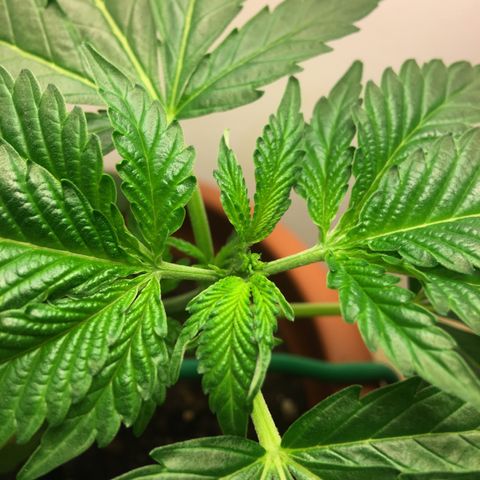 Janis  growlog photo: Hecha la primera poda FIMM 🌿✨
Ansioso para el resultado 🌱✨