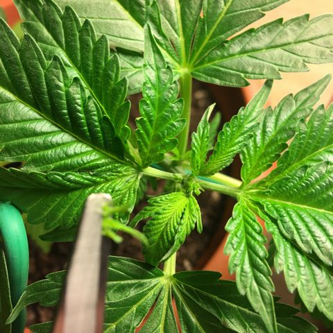 Janis  growlog photo: Hecha la primera poda FIMM 🌿✨
Ansioso para el resultado 🌱✨