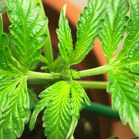 Janis  growlog photo: Hecha la primera poda FIMM 🌿✨
Ansioso para el resultado 🌱✨