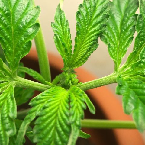 Janis  growlog photo: Hecha la primera poda FIMM 🌿✨
Ansioso para el resultado 🌱✨