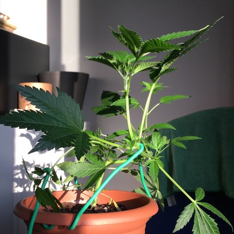 Janis  growlog photo: Después de 16 días en estágio de floración 🌻🪴✨
Sale las primeras pequeñinas flores embrionarias 🧚🏼