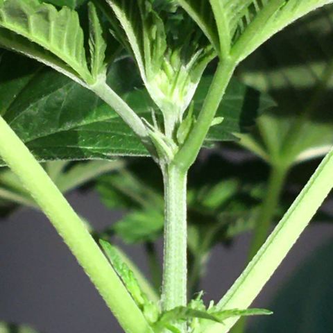 Janis  growlog photo: Después de 16 días en estágio de floración 🌻🪴✨
Sale las primeras pequeñinas flores embrionarias 🧚🏼