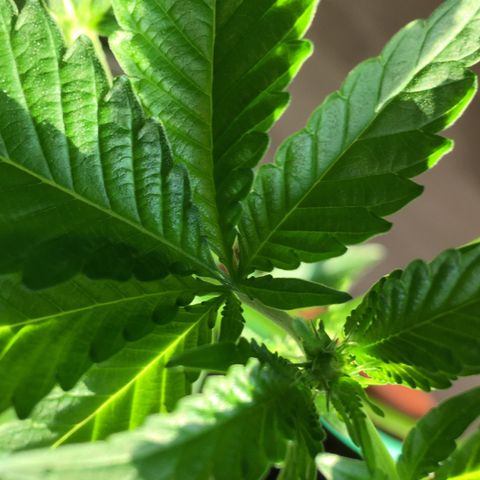 Janis  growlog photo: Después de 16 días en estágio de floración 🌻🪴✨
Sale las primeras pequeñinas flores embrionarias 🧚🏼