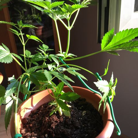 Janis  growlog photo: Después de 16 días en estágio de floración 🌻🪴✨
Sale las primeras pequeñinas flores embrionarias 🧚🏼