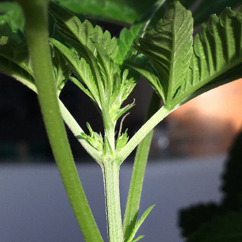 Janis  growlog photo: Después de 16 días en estágio de floración 🌻🪴✨
Sale las primeras pequeñinas flores embrionarias 🧚🏼