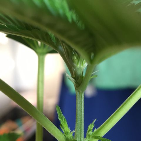 Janis  growlog photo: Después de 16 días en estágio de floración 🌻🪴✨
Sale las primeras pequeñinas flores embrionarias 🧚🏼