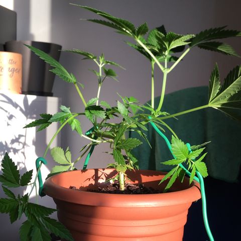 Janis  growlog photo: Después de 16 días en estágio de floración 🌻🪴✨
Sale las primeras pequeñinas flores embrionarias 🧚🏼