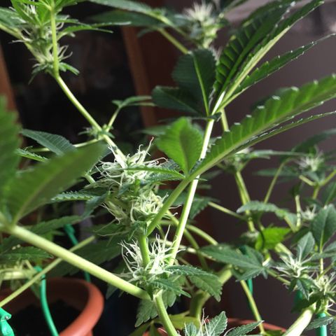 Janis  growlog photo: Princesa 🪴✨
Entrando en la 4 semana de floración ✨🍀