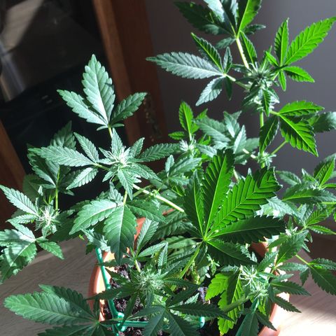 Janis  growlog photo: Princesa 🪴✨
Entrando en la 4 semana de floración ✨🍀