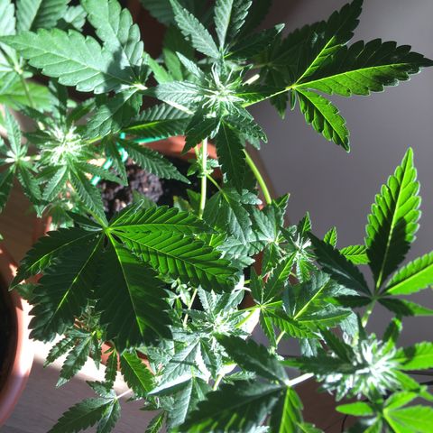Janis  growlog photo: Princesa 🪴✨
Entrando en la 4 semana de floración ✨🍀