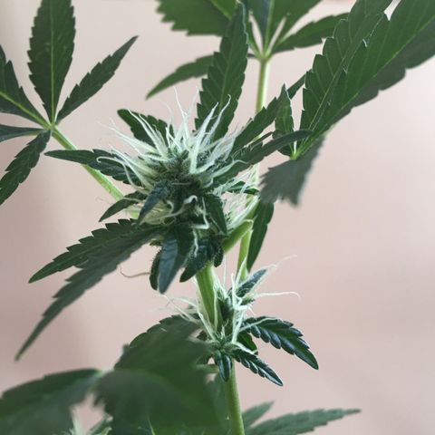 Janis  growlog photo: Princesa 🪴✨
Entrando en la 4 semana de floración ✨🍀