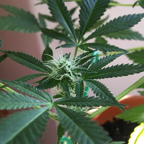 Janis  growlog photo: Princesa 🪴✨
Entrando en la 4 semana de floración ✨🍀