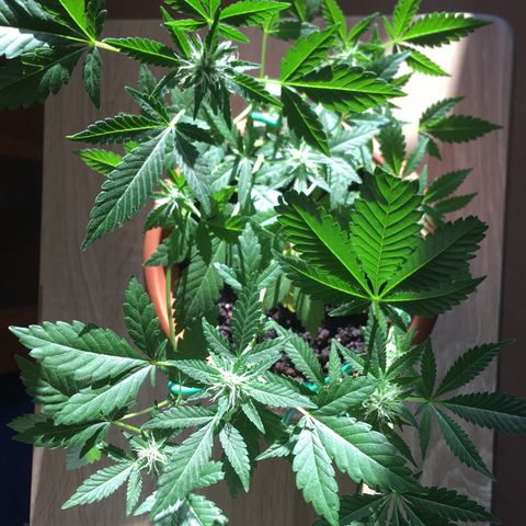 Janis  growlog photo: Princesa 🪴✨
Entrando en la 4 semana de floración ✨🍀