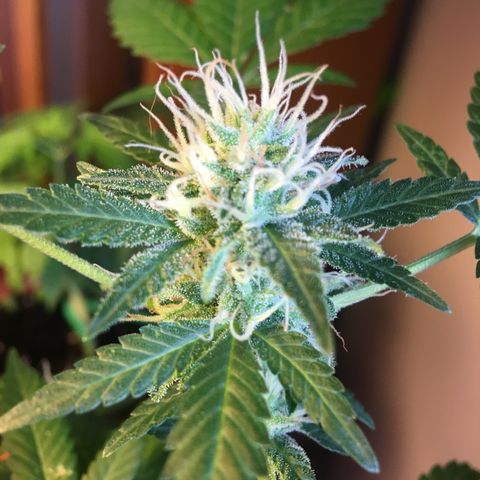 Janis  growlog timeline photo