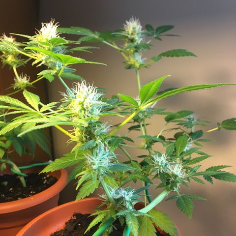 Janis  growlog timeline photo