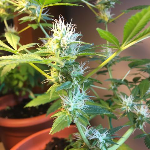 Janis  growlog timeline photo
