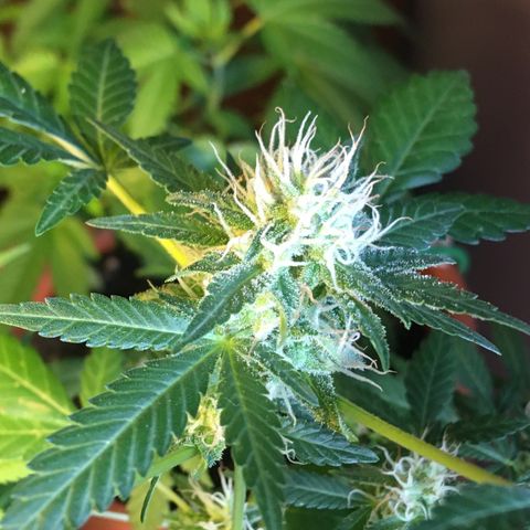 Janis  growlog timeline photo
