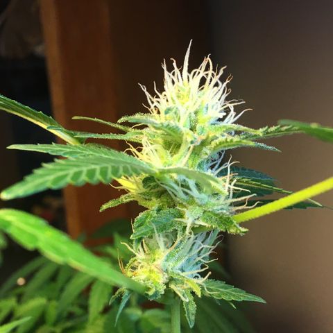 Janis  growlog timeline photo