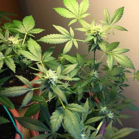 Janis  growlog timeline photo