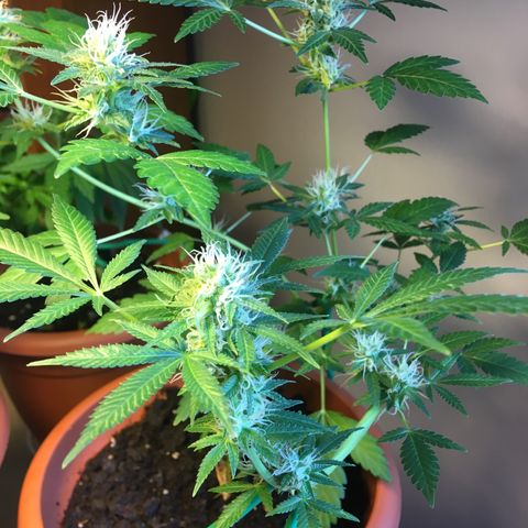 Janis  growlog timeline photo