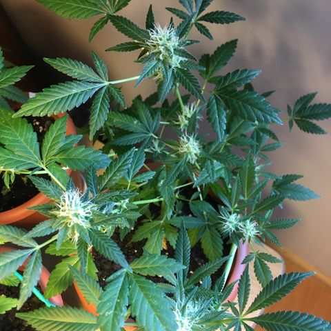 Janis  growlog timeline photo