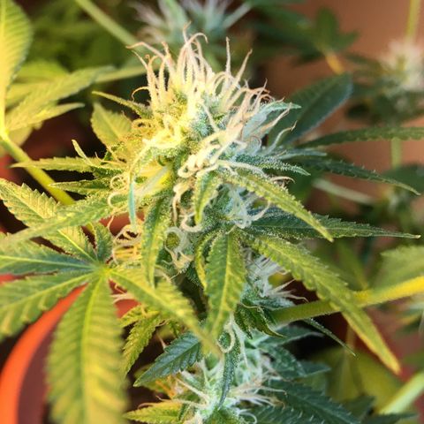 Janis  growlog timeline photo