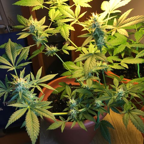 Janis  growlog photo: Registró después del 1 lavado de las raíces 🧼✨🪴