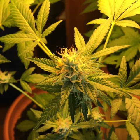 Janis  growlog photo: Registró después del 1 lavado de las raíces 🧼✨🪴