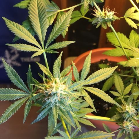 Janis  growlog photo: Registró después del 1 lavado de las raíces 🧼✨🪴