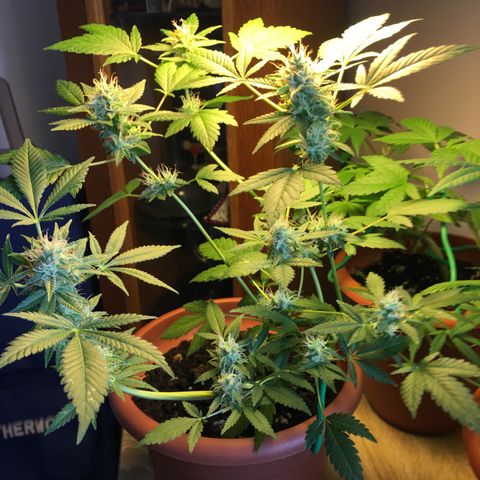 Janis  growlog photo: Registró después del 1 lavado de las raíces 🧼✨🪴