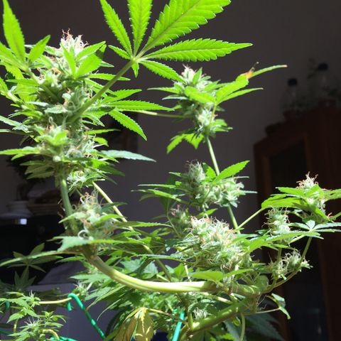 Janis  growlog photo: Enamorado por Janis ✨🪴
Noto que ella está aumentando el tamaño y peso de sus cogollos ansioso para cosecharlos 🖖🏼🪴❤️