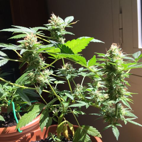 Janis  growlog photo: Enamorado por Janis ✨🪴
Noto que ella está aumentando el tamaño y peso de sus cogollos ansioso para cosecharlos 🖖🏼🪴❤️